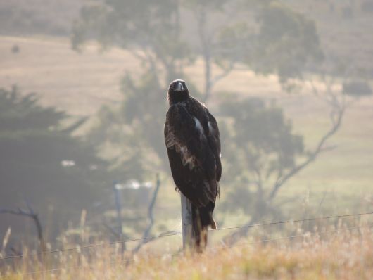 Eagle on a Stump